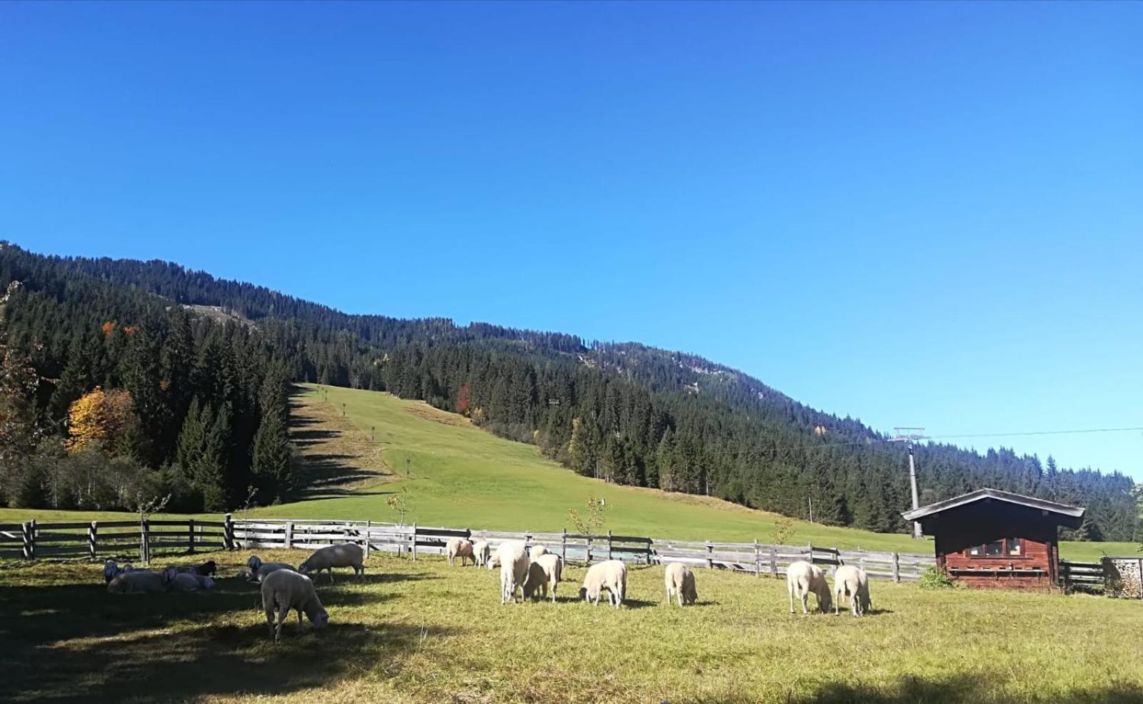 Hotel Walchauhof Flachau Exteriér fotografie